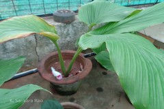 Boesenbergia tiliifolia